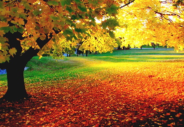 Nov.
                  2010 Autum Colors