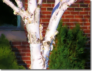 [Birch
                  Tree]