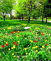 Garden
                  May 2004