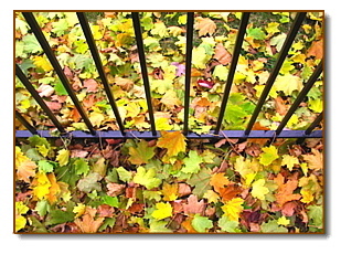 Leaves
                  & Gate