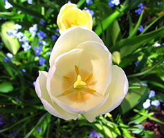 White
                  Flower