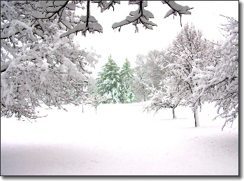 White
                  Lawn