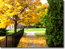Tree
                  Yellow