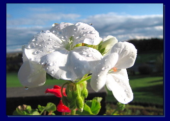 [White
                  Flower]