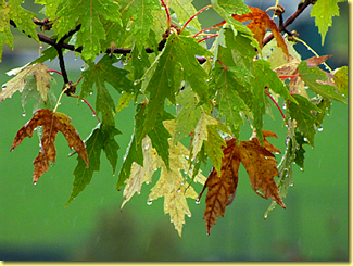Leaves in Fall Rain