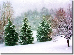 Trees in
                  Snow at Le Moyne � Feb 26, 2008