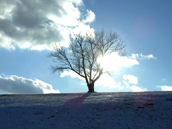 Tree in St. Mary's Cemetery,
                  Dewitt, NY
