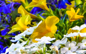 Yellow,
                  Blue, & White Flowers