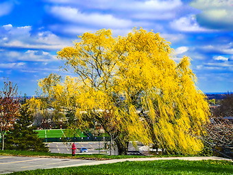 Willow
                    Tree on the LMC Campus