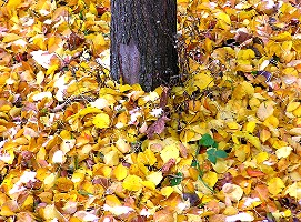 Yellow
                  Leaves