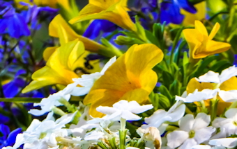 Yellow,
                  Blue, & White Flowers