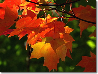 Fall Leaves
                  @ LMC, Oct. 2009