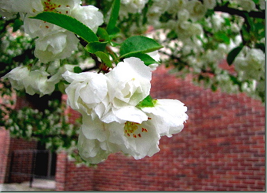 [KR's
                  tree in bloom, 2012]