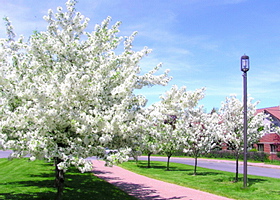 White
                  Flowering Tree