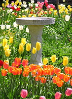 Fountain
                  in Garden