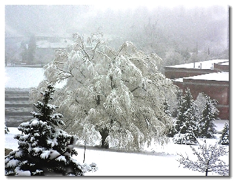 [White Tree March 28, 2008]