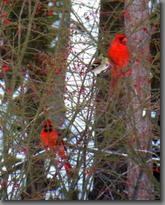 [Two Cardinals]
