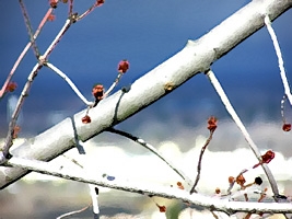 White Branch