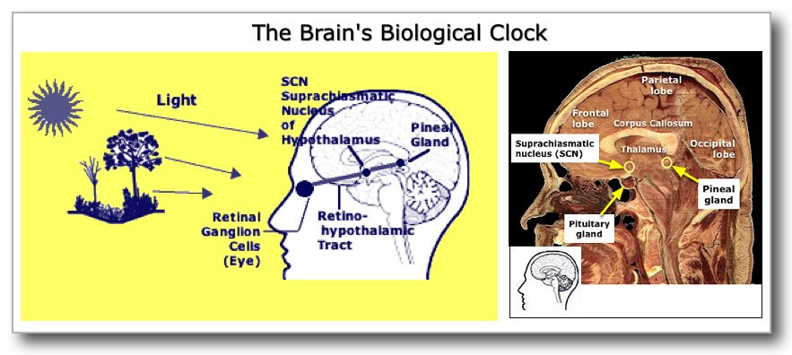 Brain's biological clock