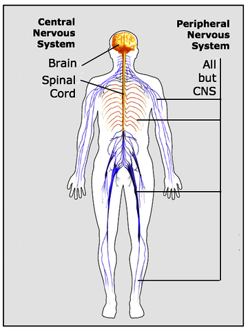 CNS & PNS