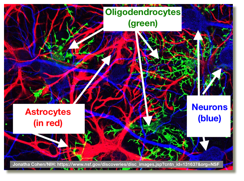 glial cells