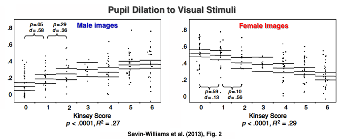 Male pupil dilation to visual stimuli