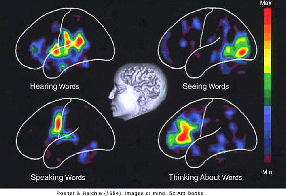 PET showing cognitive functions