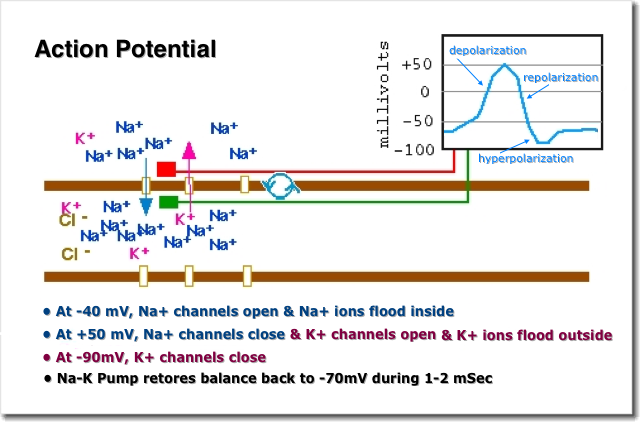 Action Potential