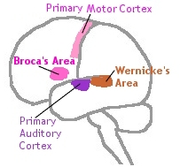 [Broca &
                  Wernicke's Areas]