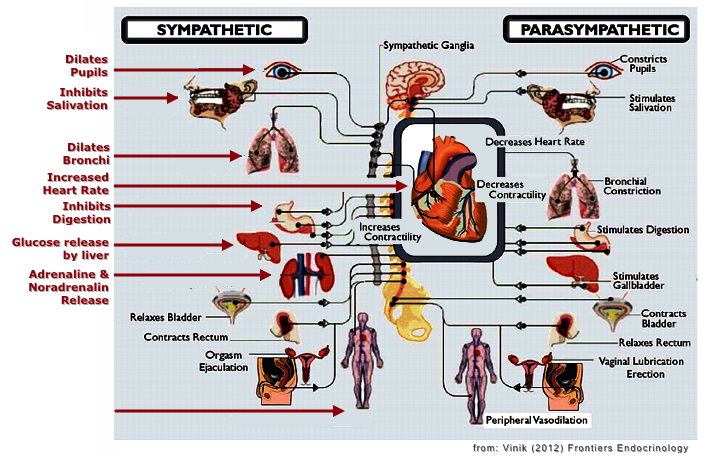 Autonomic NS