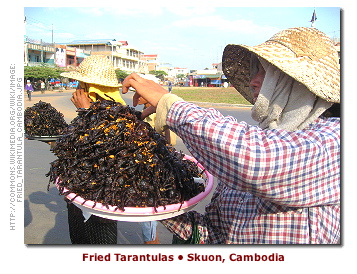 [fried_tarantula]