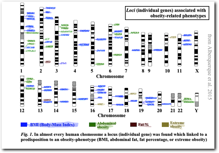obseity gene loci