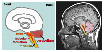 Hindbrain