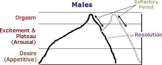 [Human Sexual Response
                  Cycle: Male]