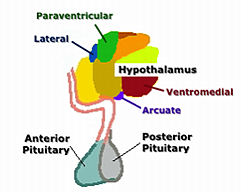 hypothalamus