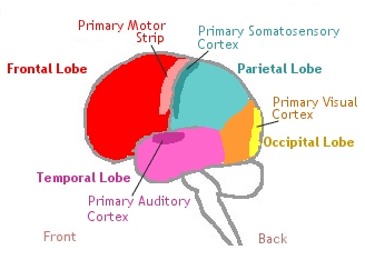 [Lobes of the
                    Brain]
