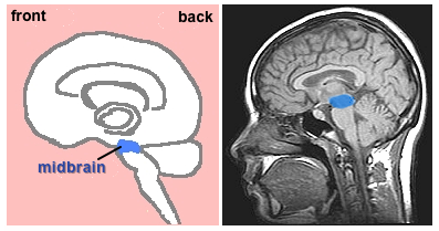 midbrain