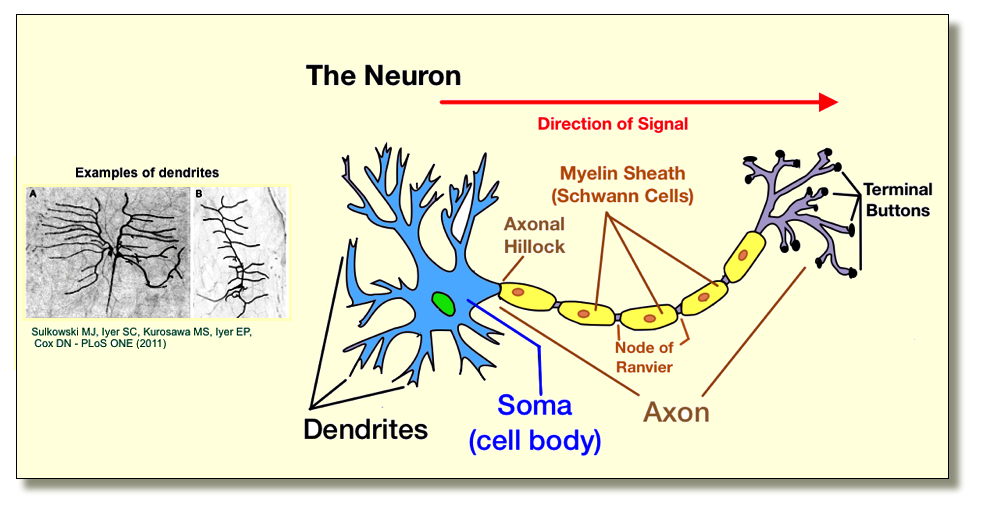 The Neuron