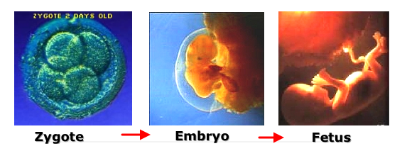 Prenatal
        Development