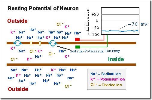 [Resting Potential]