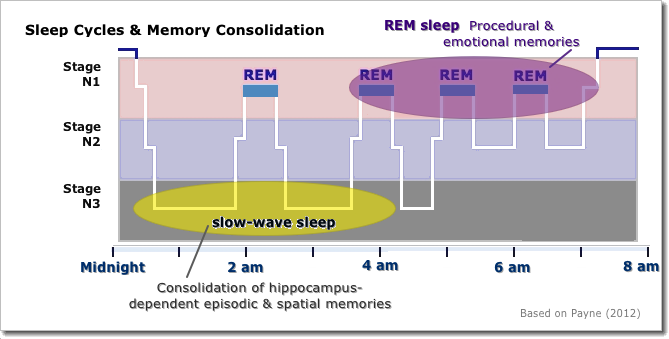 Sleep Cycles & Memory Consolidation