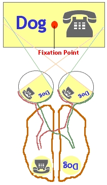 [Split
                    Brain Research Model]