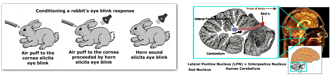 Thompson  Eye blink conditioning