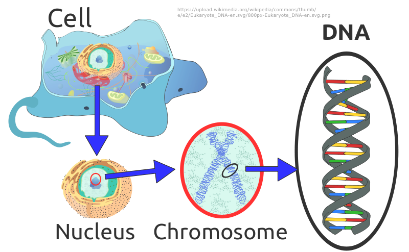 Cell to DNA