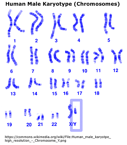 Human Male Karyotype