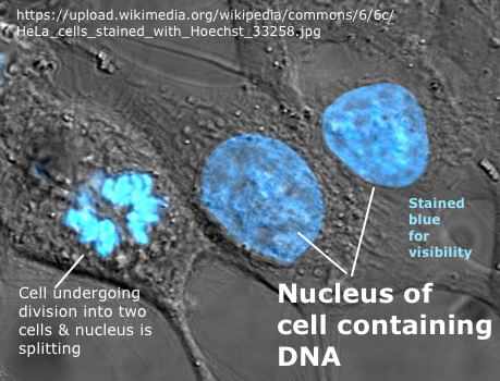 Cell
          nucleus
