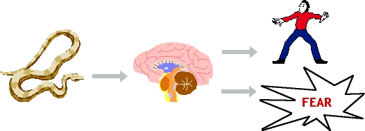 [Emotion - Cannon-Bard Theory]