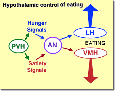 Hypothalamic control of eating