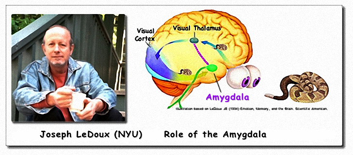 LeDoux & Amygdala