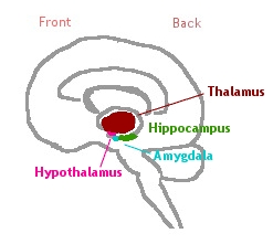 [Limbic
                        System]